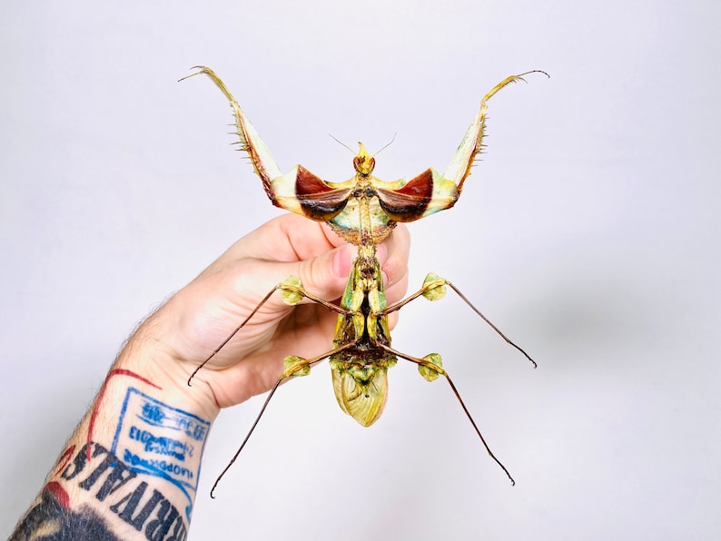 Mante géante à la fleur du diable pour lœuvre dart Idolomantis diabolica image 5