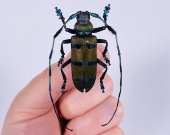2 A-1 Stephanocrates Preussi 46mm Cameroon Real Unmounted Beetle