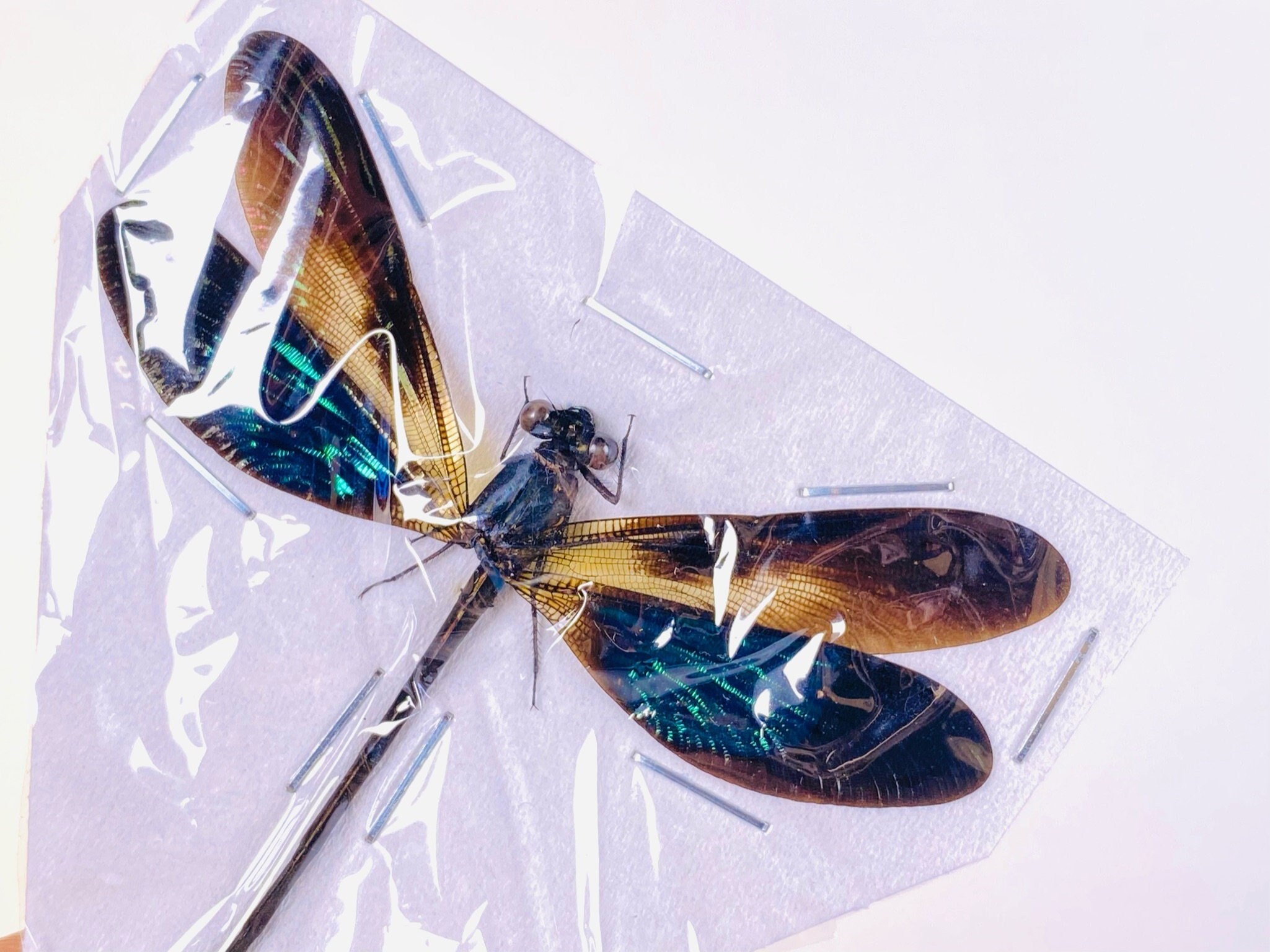 Euphaea Variegata - Etsy