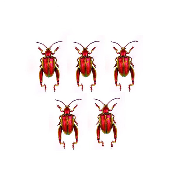 Real  beetle for art project Sagra laticolis, Unmounted insect in pack of 5 for taxidermy artwork 10-15mm
