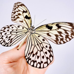 Idea leuconoe obscura real butterfly unmounted for artwork taxidermy art project insect collection image 7