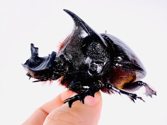 25mmPachysoma gariepinus 糞虫フンコロガシ甲昆虫標本 標本 昆虫