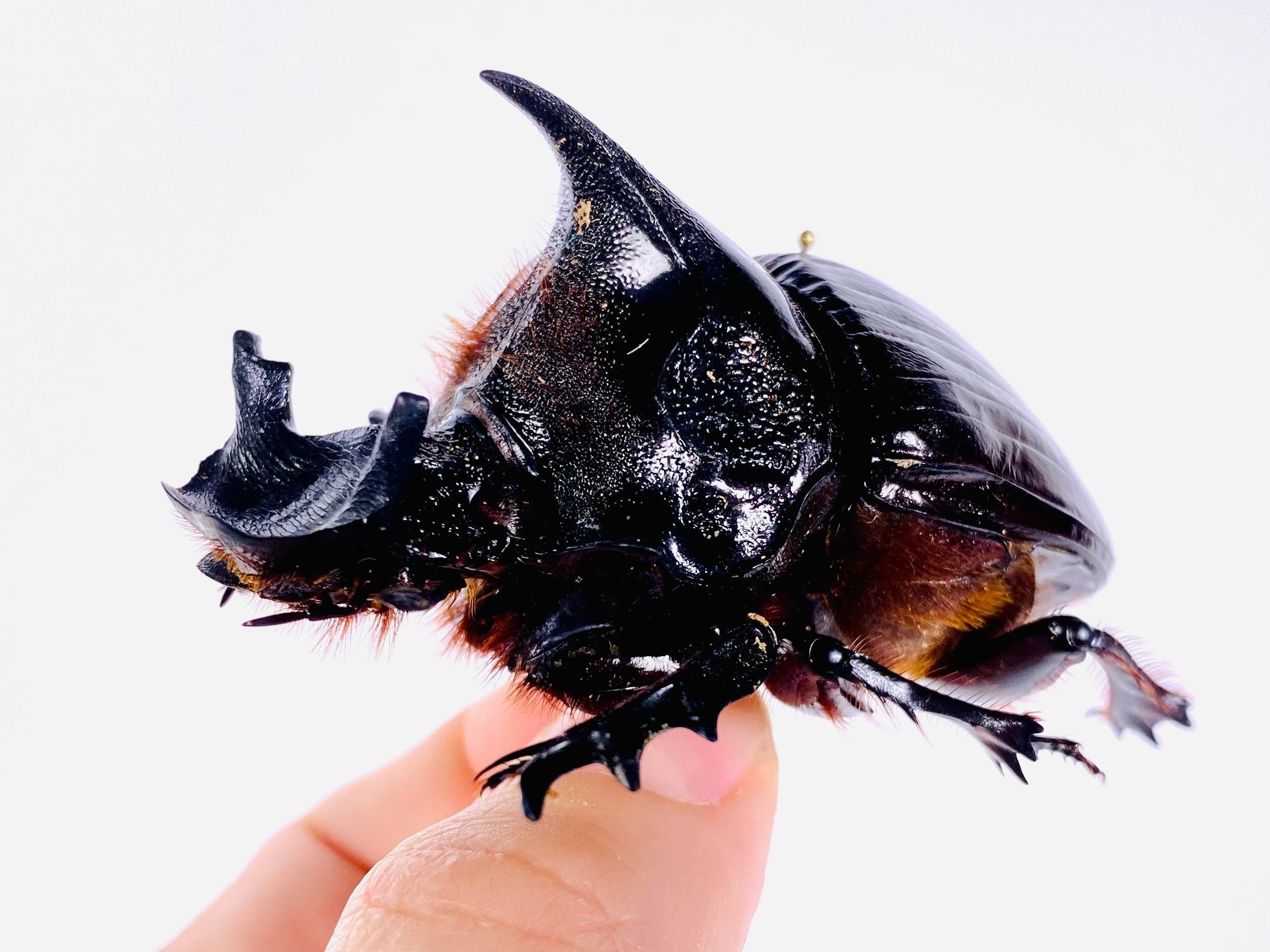 Heliocopris dominus 本物の乾燥フンコロガシの昆虫標本（未装着、美術