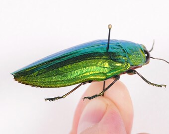 Callopistus castelnaudi マレーシア (MY) - 野生捕獲 - Castelnaudi