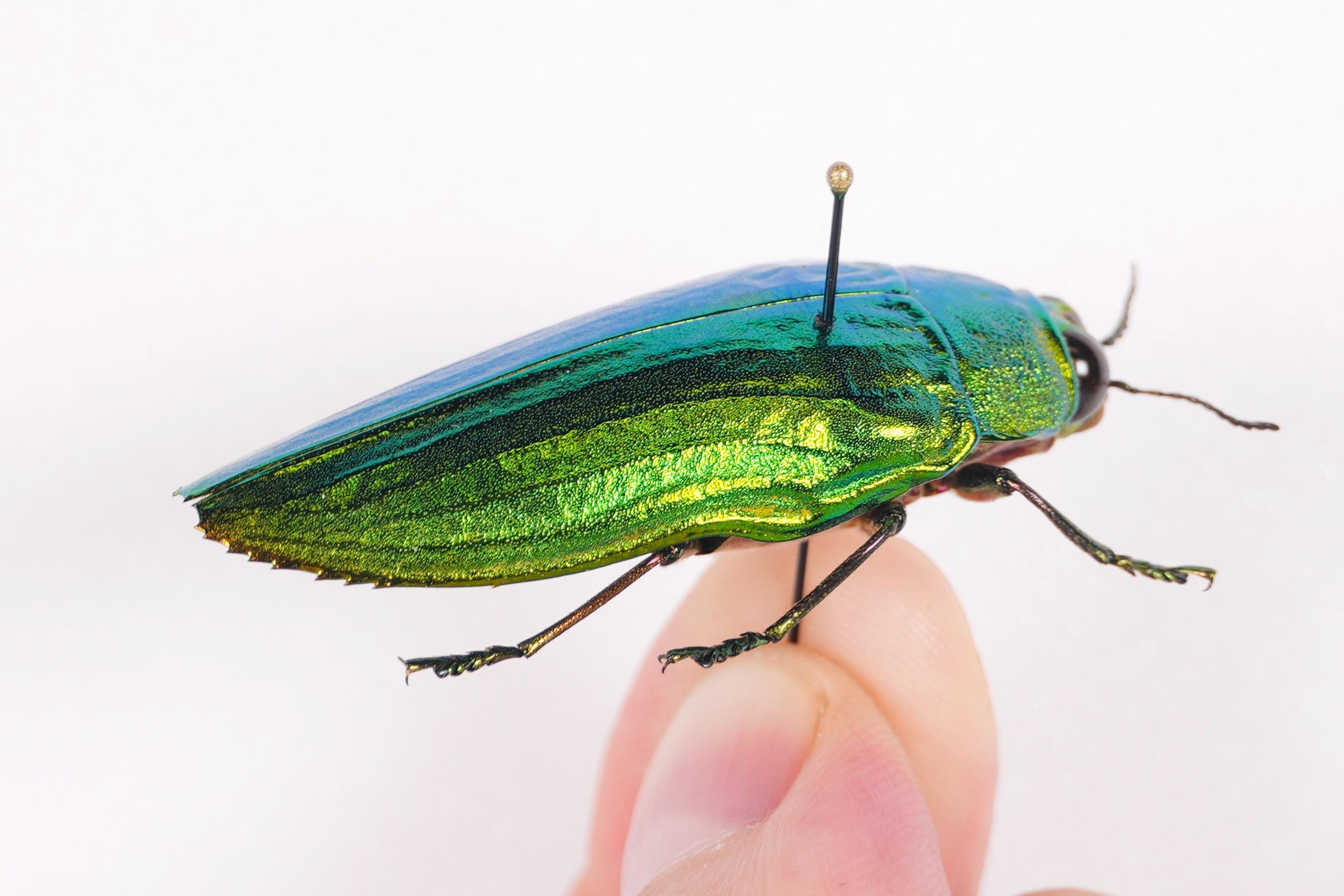 Callopistus castelnaudi マレーシア (MY) - 野生捕獲 - Castelnaudi