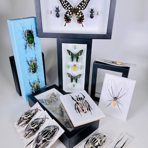 May include: A collection of framed insect specimens, including butterflies, beetles, and spiders. The insects are displayed in black frames and on light blue and white backgrounds. The butterfly has black and white wings with orange accents.