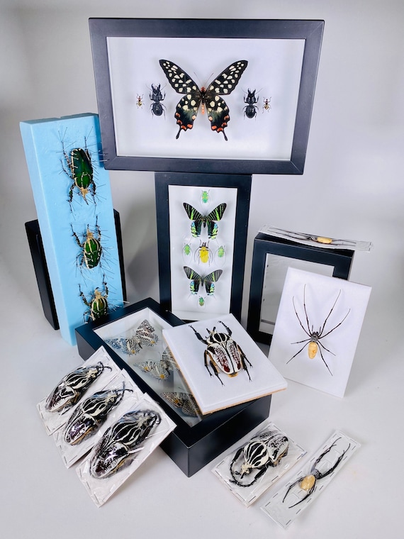 Picturebox Insects Insects In Picture Frames