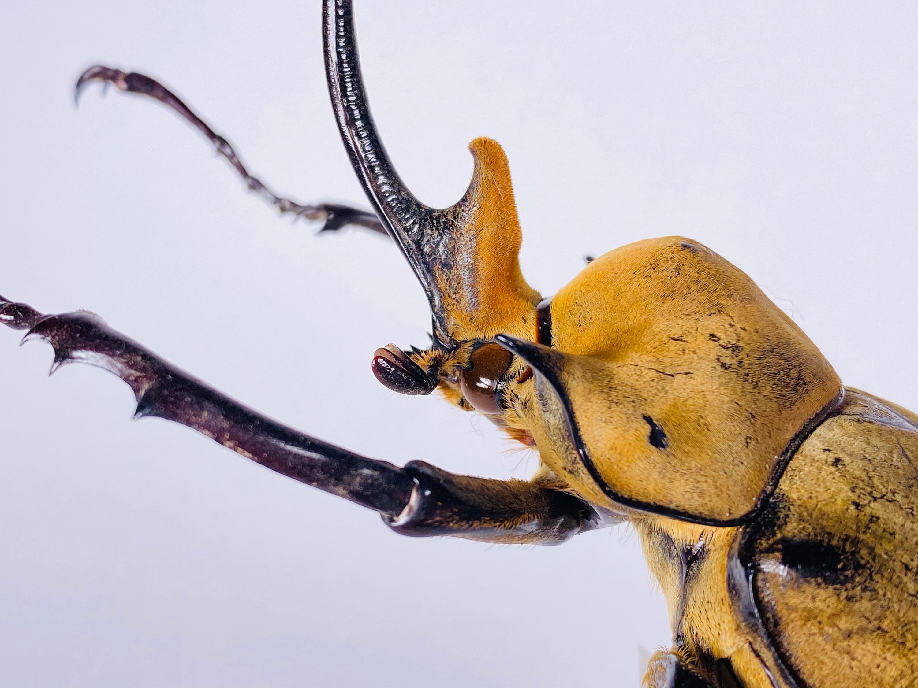 標本 Mexico Megasoma e occidentalis 97mm Mexico Megasoma e occidentalis 97mm Megasoma elephas