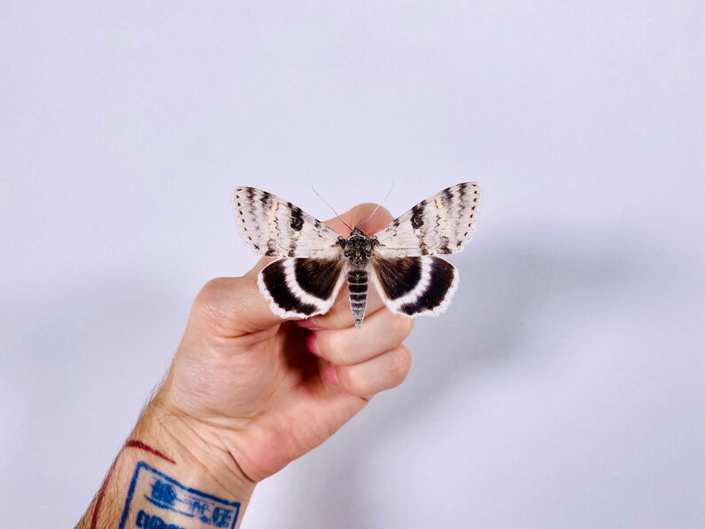 Catocala relicta real moth butterfly unmounted for artwork taxidermy art project insect collection image 2