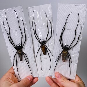 Araignée femelle nephila de haute qualité pour l'œuvre d'art Nephila pelipes or clavipes image 5