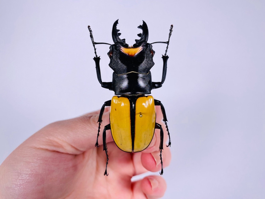 Odontolabis Spectabilis Indonesia (ID) - Real Stag Beetle for Odontolabis Spectabilis Indonesia (ID) - Real Stag Beetle for