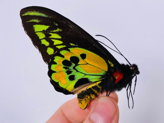 Green and Gold Yellow Large Birdwing Butterfly Ornithoptera