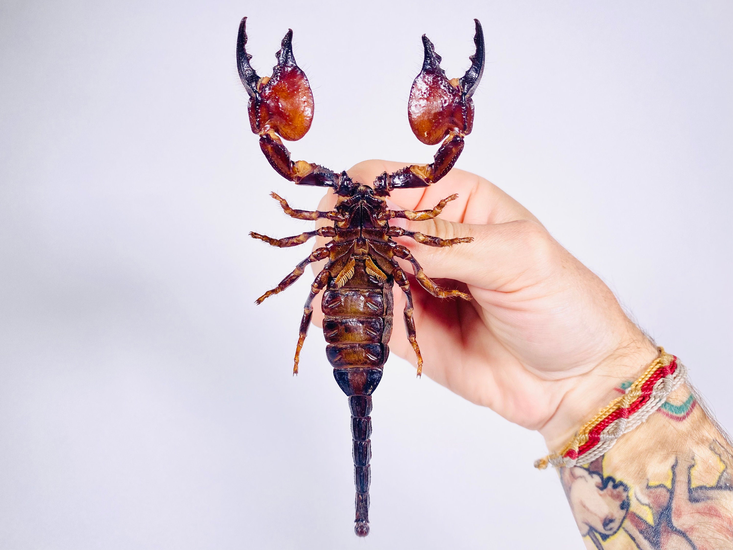 Pandinus Sp. Scorpion Real Birdwing Arachnid Unmounted for Artwork