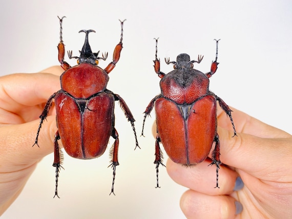 昆虫標本 ウガンダ　ウガンデンシス　4匹セット ウガンデンシスオオツノカナブン☆2令幼虫4頭セット