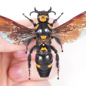 Giant real wasp for artwork Megascolia procer Female spread