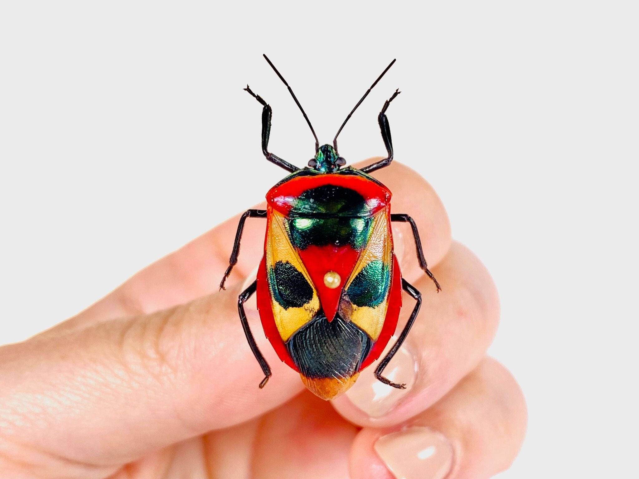 Catacanthus punctus/nigripes インドネシア (ID) - 野生捕獲 -  トゲオイムシの昆虫アート、昆虫コレクション、剥製プロジェクト - Etsy 日本