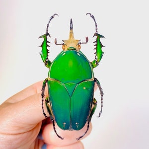 Mecynorrhina torquata immaculicollis Ouganda (UG) - Prise dans la nature - Coléoptères verts géants non montés pour oeuvre d&#39;art, taxidermie ou collections