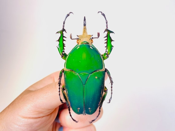 Mecynorrhina Torquata Immaculicollis Uganda (UG) - Wild Caught