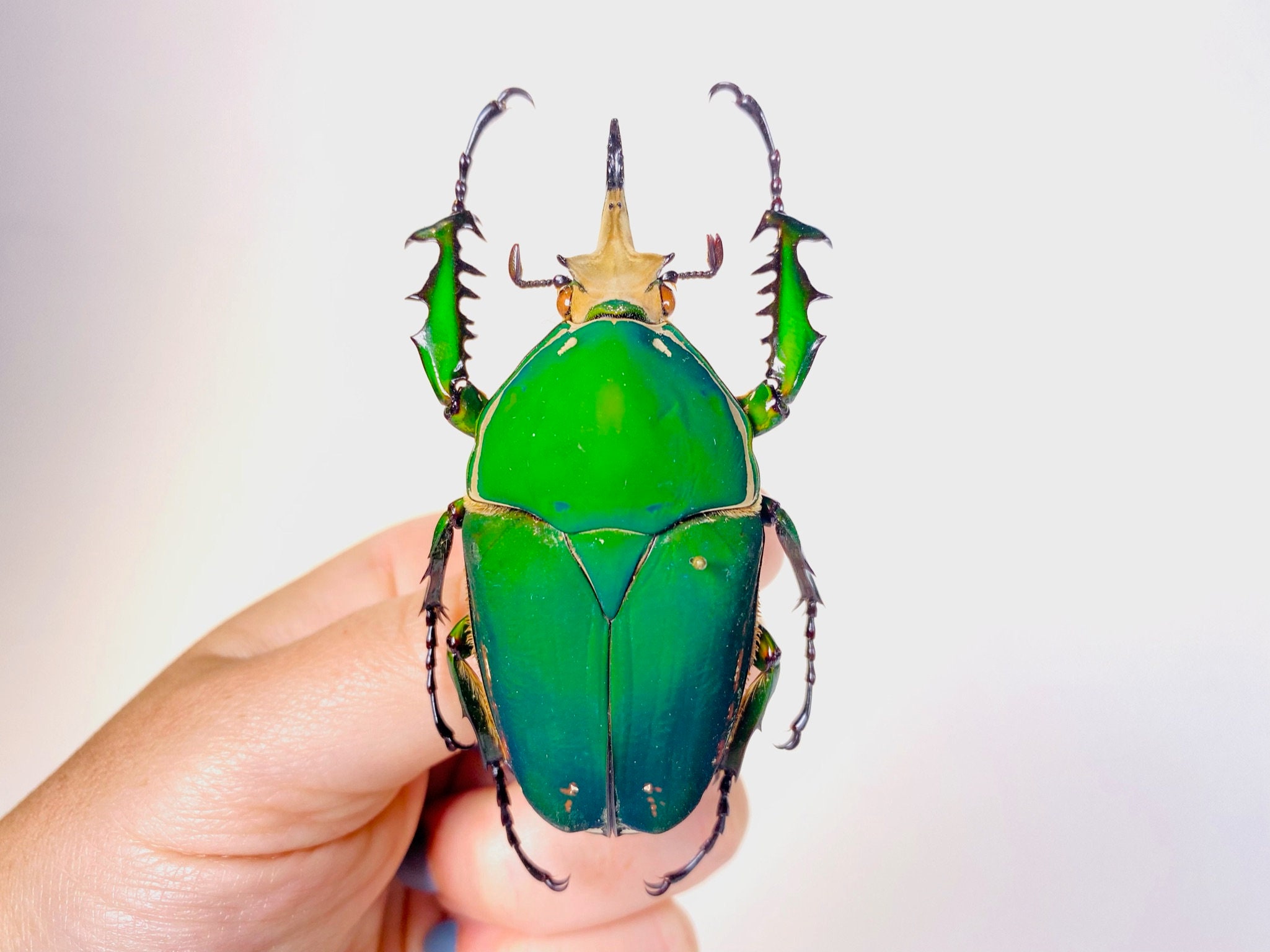 Dung Beetle Specimens - Etsy