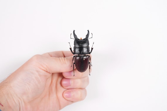 本物のクワガタ Dorcus taurus gyphaetus、剥製アートワーク用の