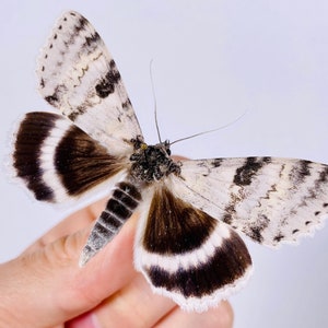 Catocala relicta real moth butterfly unmounted for artwork taxidermy art project insect collection image 4