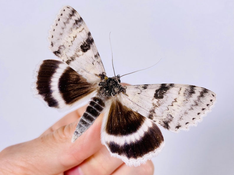 Catocala relicta real moth butterfly unmounted for artwork taxidermy art project insect collection image 4