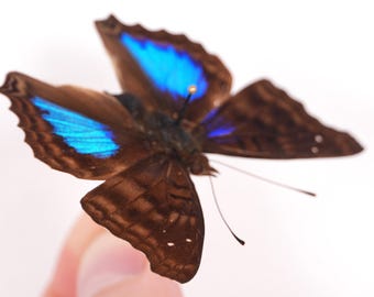 Doxocopa cyane Peru (PE) – Wildfang – Echter, unpräparierter, getrockneter Schmetterling für künstlerische Zwecke oder für entomologische Sammlungen