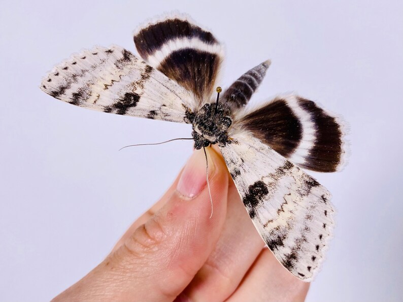 Catocala relicta real moth butterfly unmounted for artwork taxidermy art project insect collection image 5