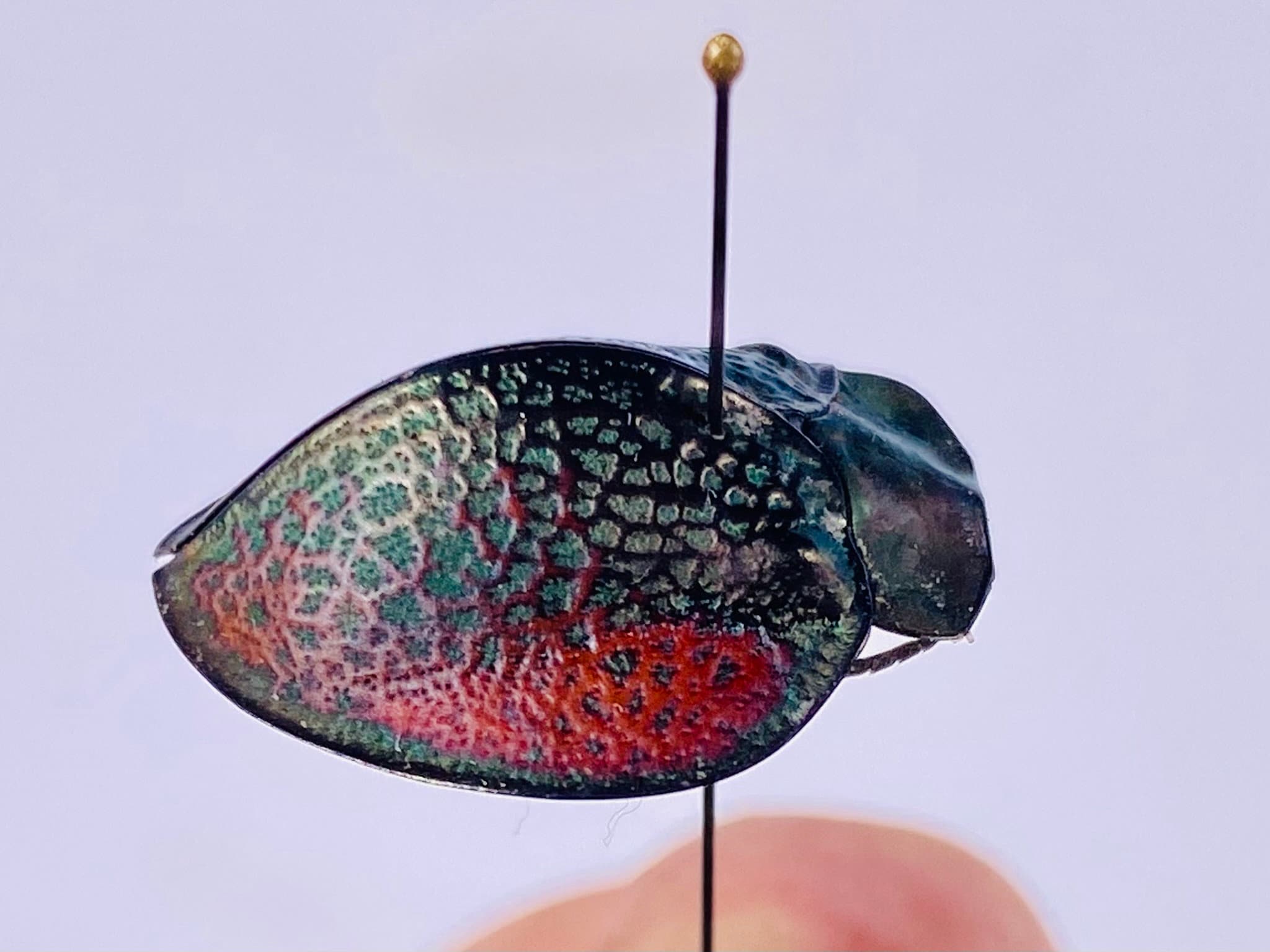 Cassidinae Sp. 6 Peru (PE) - Wild Caught - Tortoise Beetle