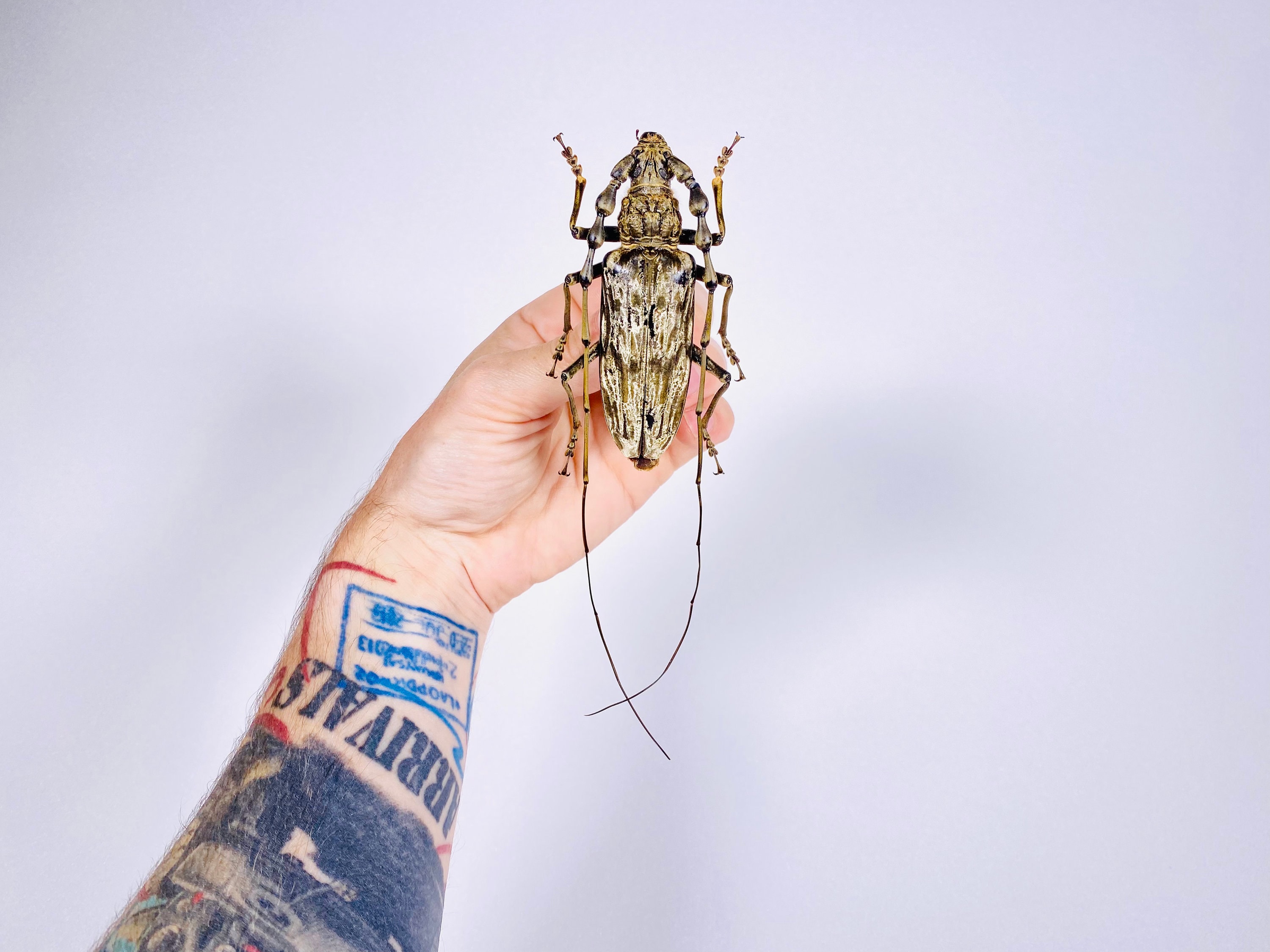 Neocerambyx Gigas Indonesia - ID Véritable Insecte Longicorne Démonté ...