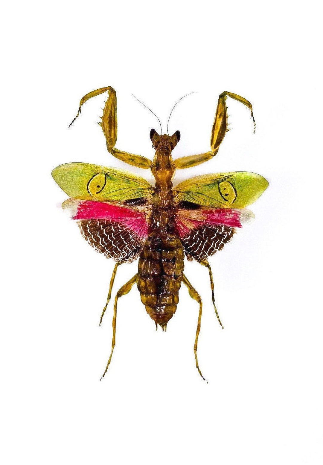 Orchid Praying Mantis for Art Project Creobroter Gemmatus Indonesia ID, Unmounted Insect for