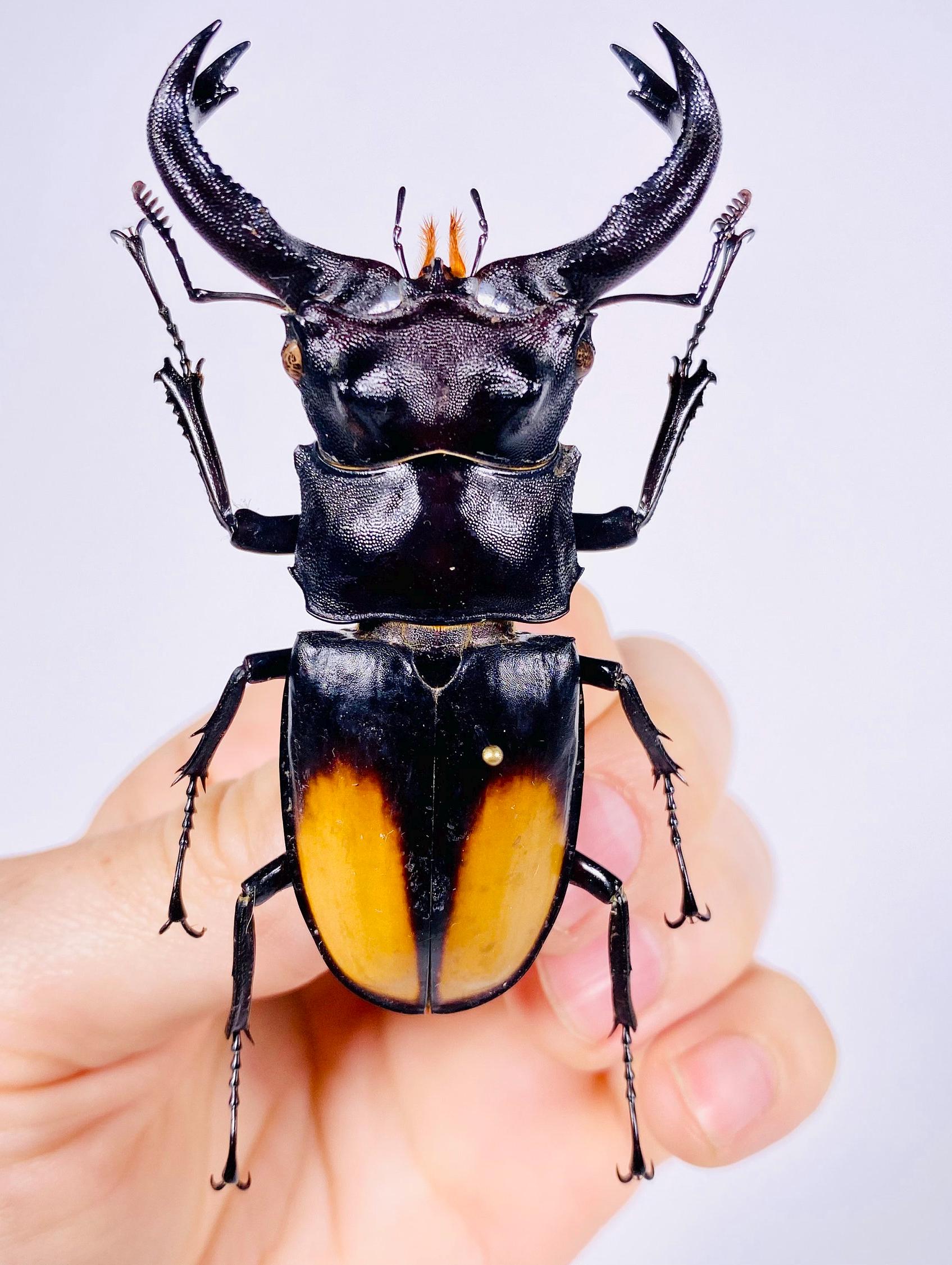 Hexarthrius parryi paradoxus, Indonesia - ID, beetle unmounted for