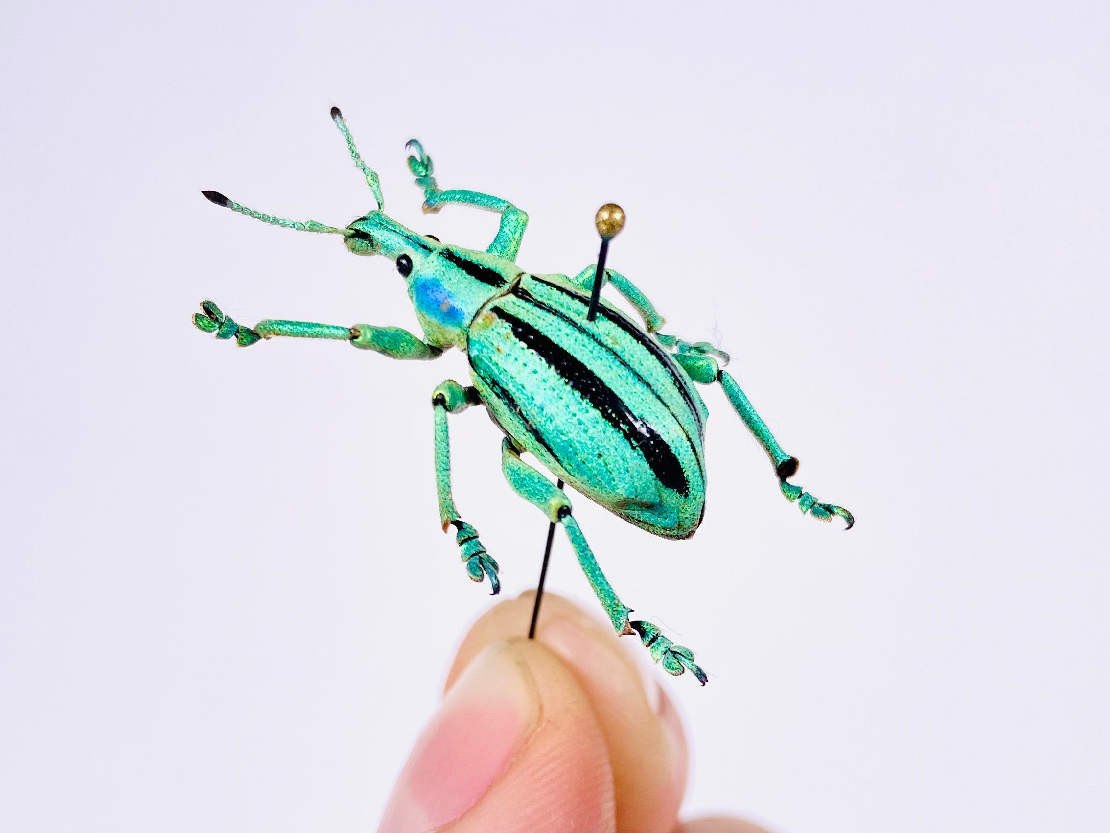 Cyan Insects Eupholus Cuvieri Real Blue Cyan Beetle, Indonesia - ID, Insect ...