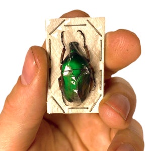 Green metalic flower beetle for artwork Ingrisma euryrrhina