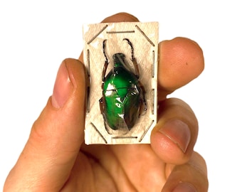 Green metalic flower beetle for artwork Ingrisma euryrrhina