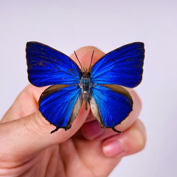 rhopala araxes onetor Indonesia (ID) - Wild caught -  Hairstreak butterfly unmounted for taxidermy, art project or entomology collection