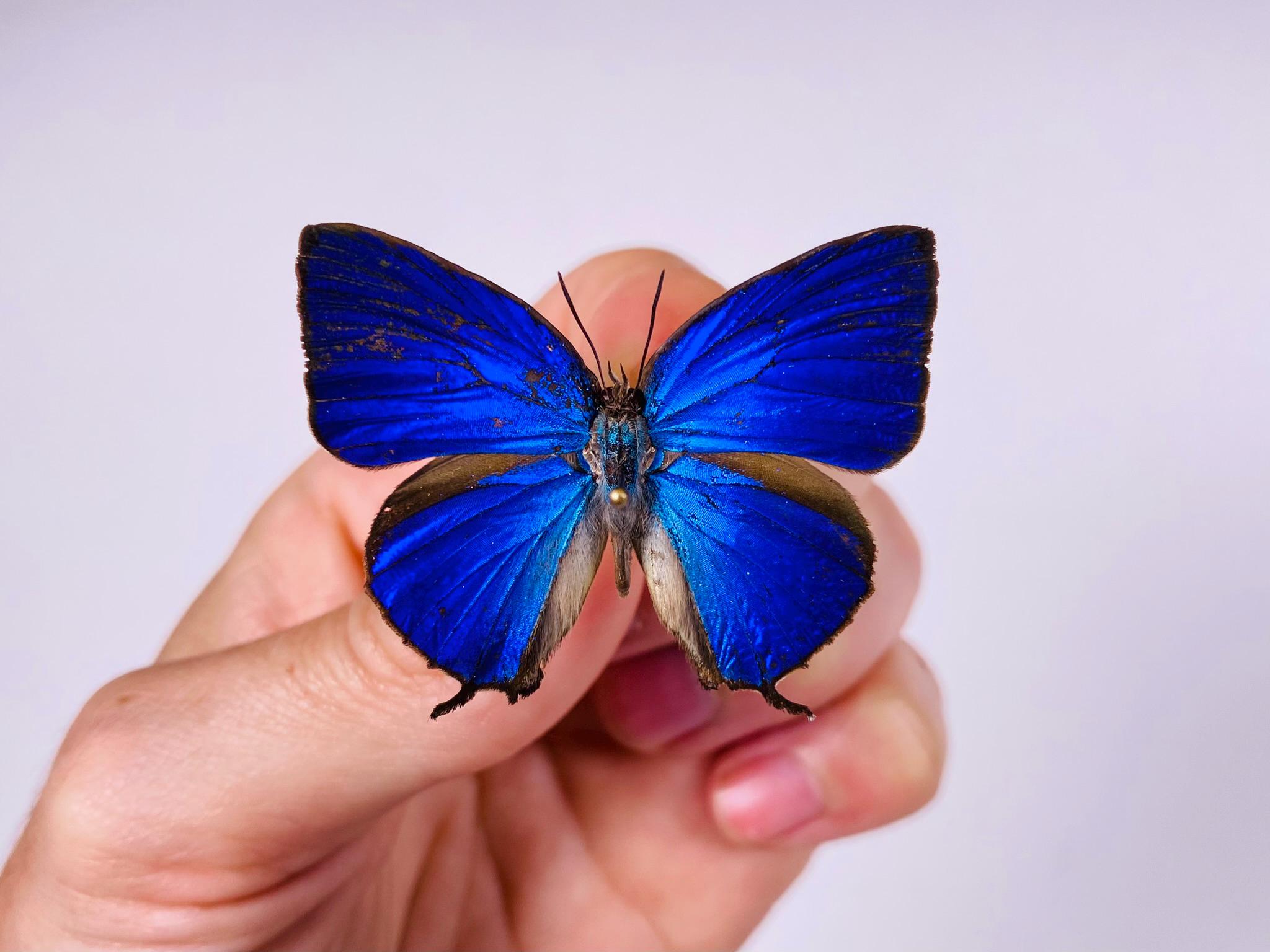 Rhopala araxes onetor Indonesia (ID) - Capturada en estado salvaje -  Mariposa Hairstreak sin montar para taxidermia, proyecto artístico o  colección entomológica - Etsy México, image size:2048x1536
