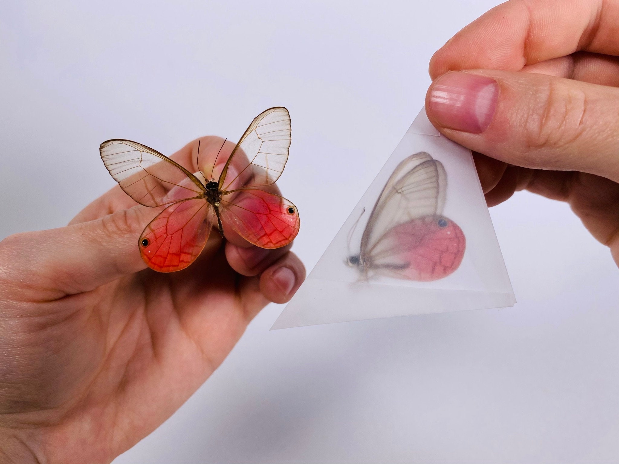 グラスウィング バタフライ Cithaerias aurorina ペルー - PE