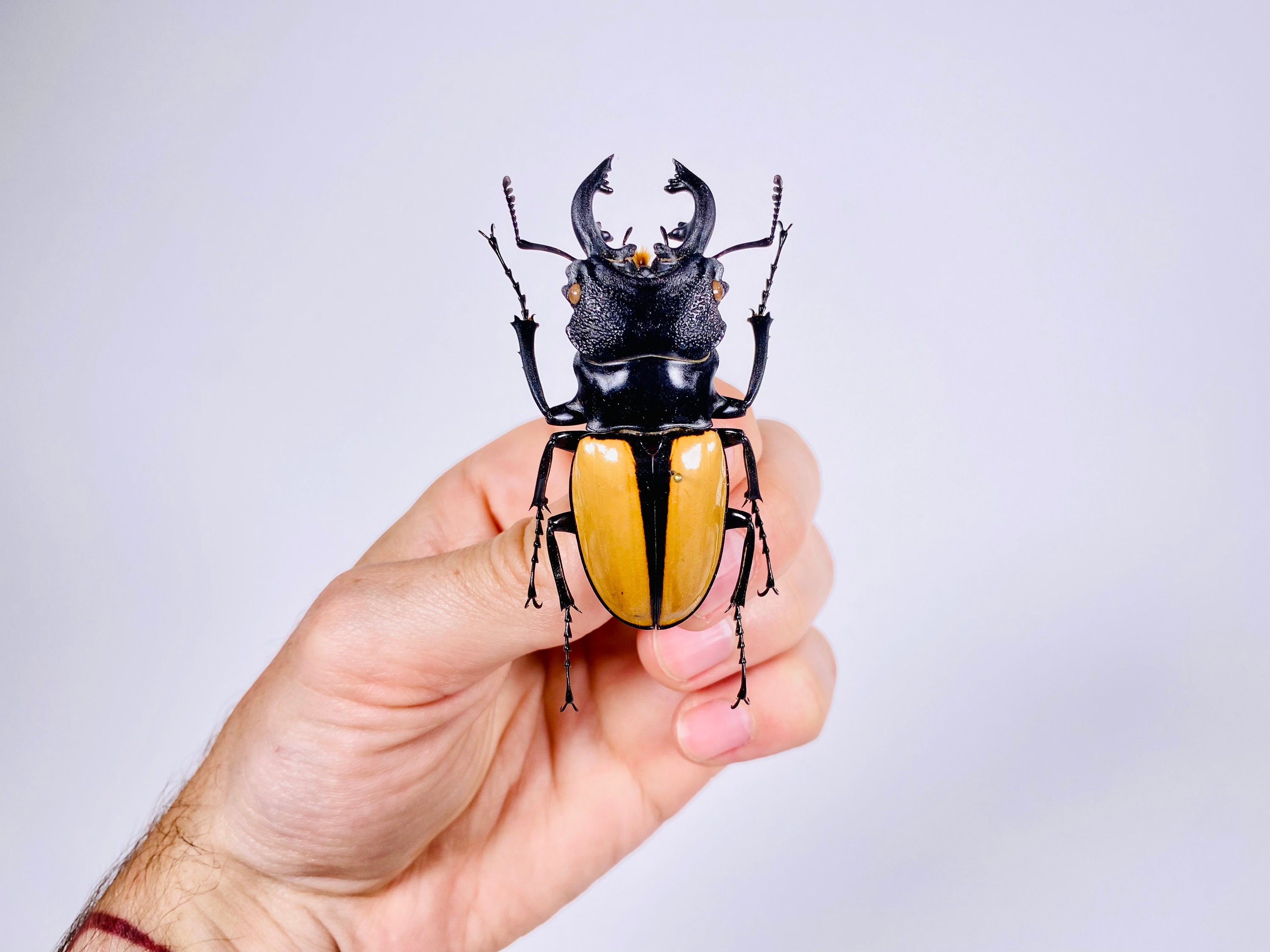 Odontolabis Ludekingi Indonsia (ID) - Real Stag Beetle Insect