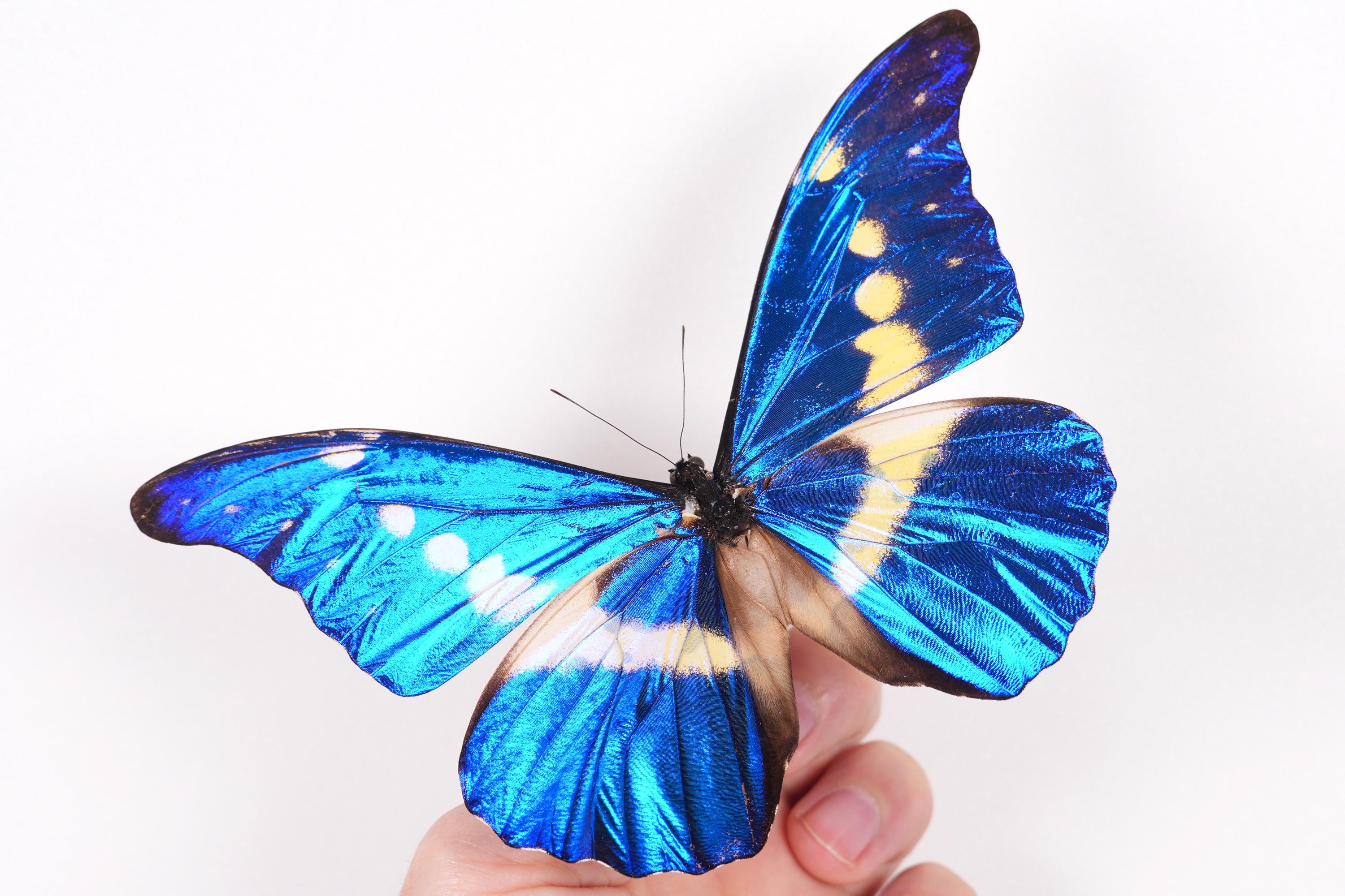 レア】 モルフォ蝶 絶滅 標本 19 青 ブルー 昆虫 美術 アート 芸術