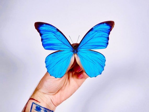 アナクシビア　モルフォ蝶 アナクシビア モルフォ蝶 蝶の標本 アナクシビアモルフォ アナクシビア