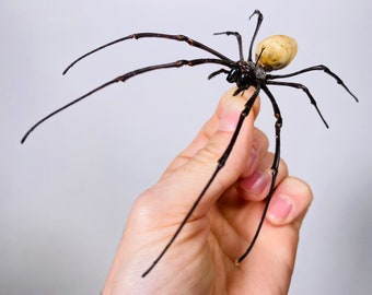 Spider yellow Nephila for artwork, arachnid for entomology art or taxidermy project