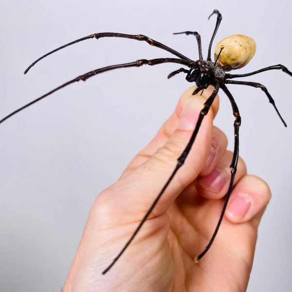 Spider yellow Nephila for artwork, arachnid for entomology art or taxidermy project