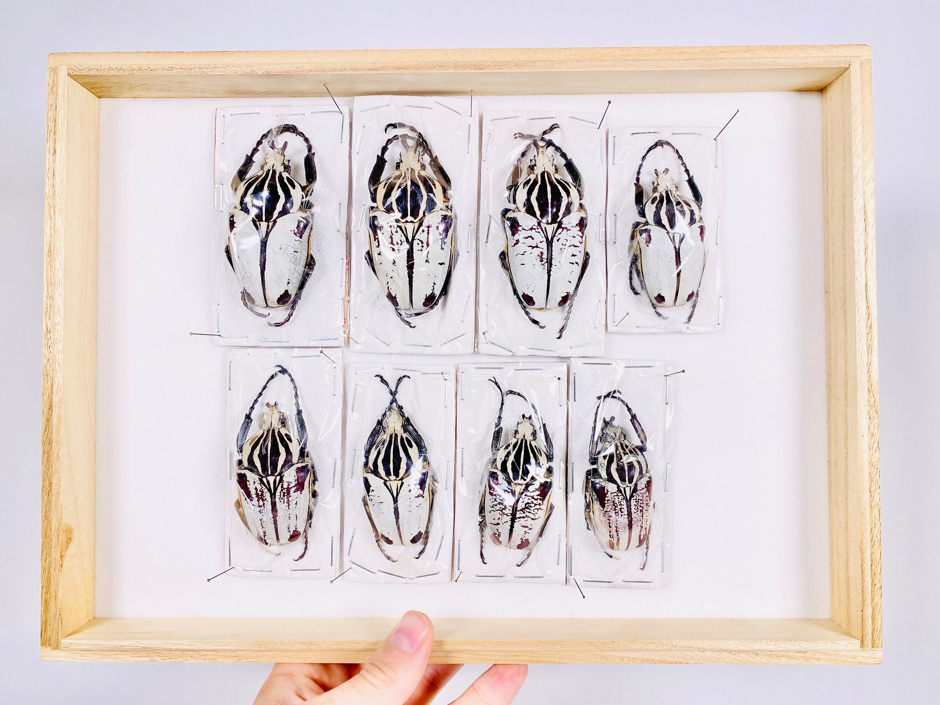Goliathus Goliatus Rare White Specimens by the Unit # 11 to #18