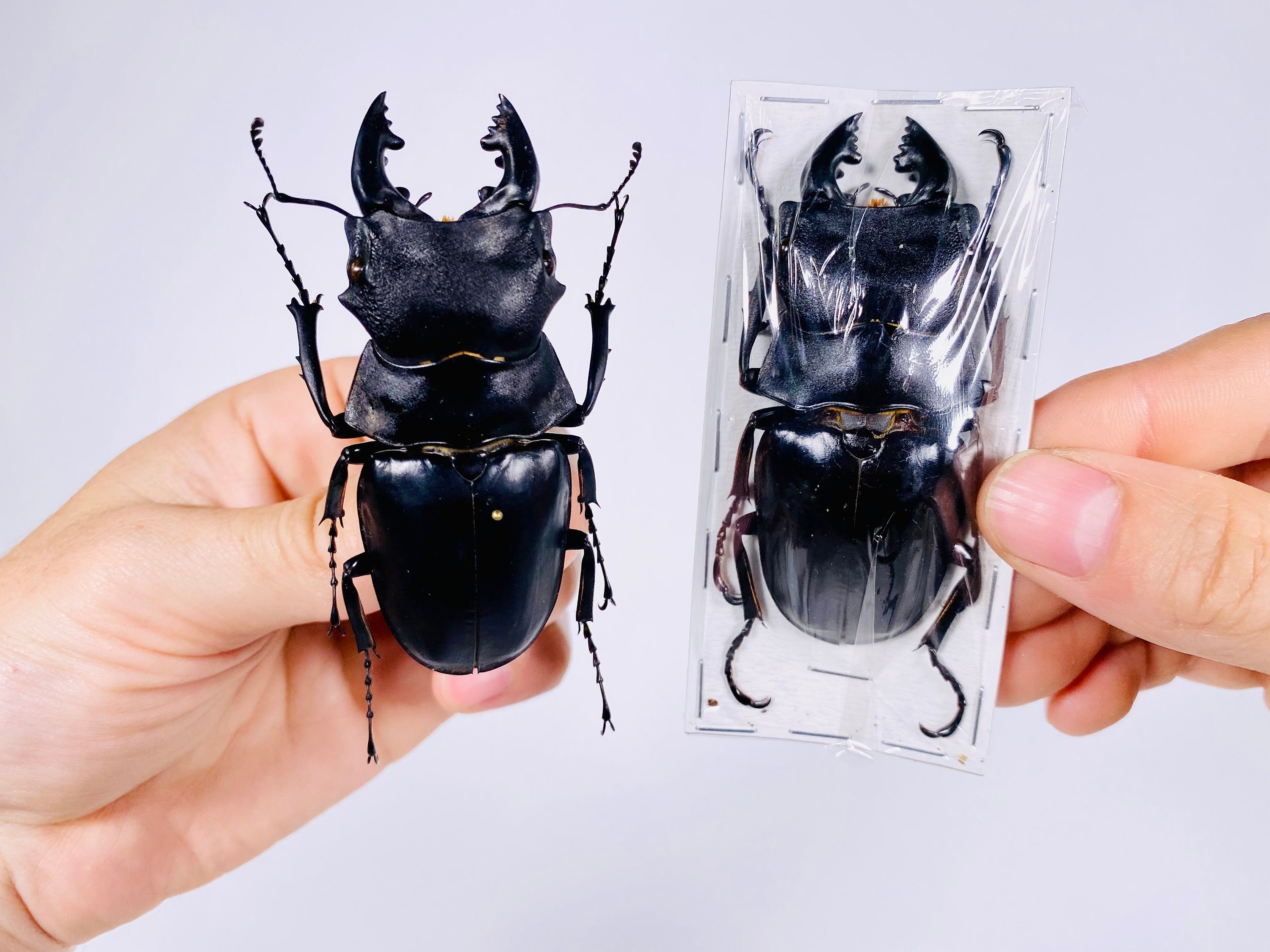 Odontolabis Stevensi Real Stag Beetle Insect Unmounted for Artwork