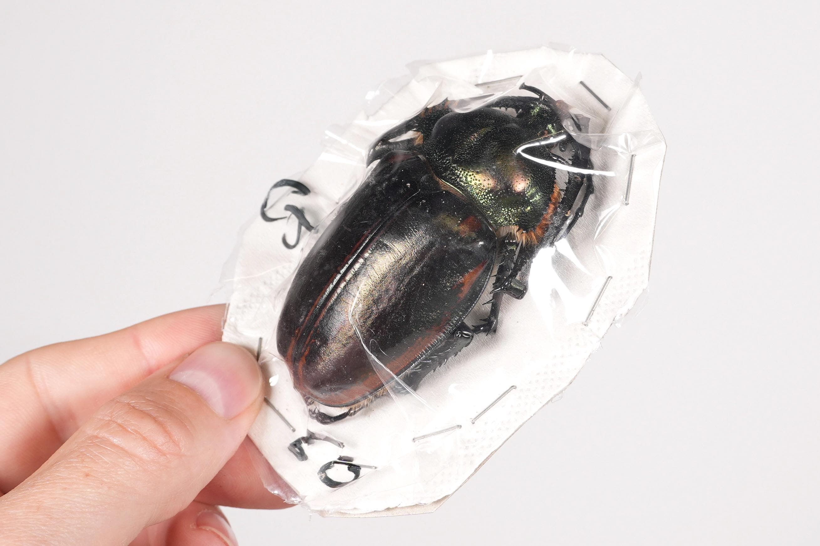 Vietnam Cheirotonus jansoni　71mm Cheirotonus Jansoni Vietnam (VN) - Wild Caught - Long-armed Scarab