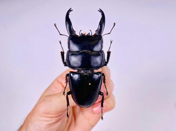 Dorcus alcides インドネシア - ID、昆虫アート、昆虫コレクション