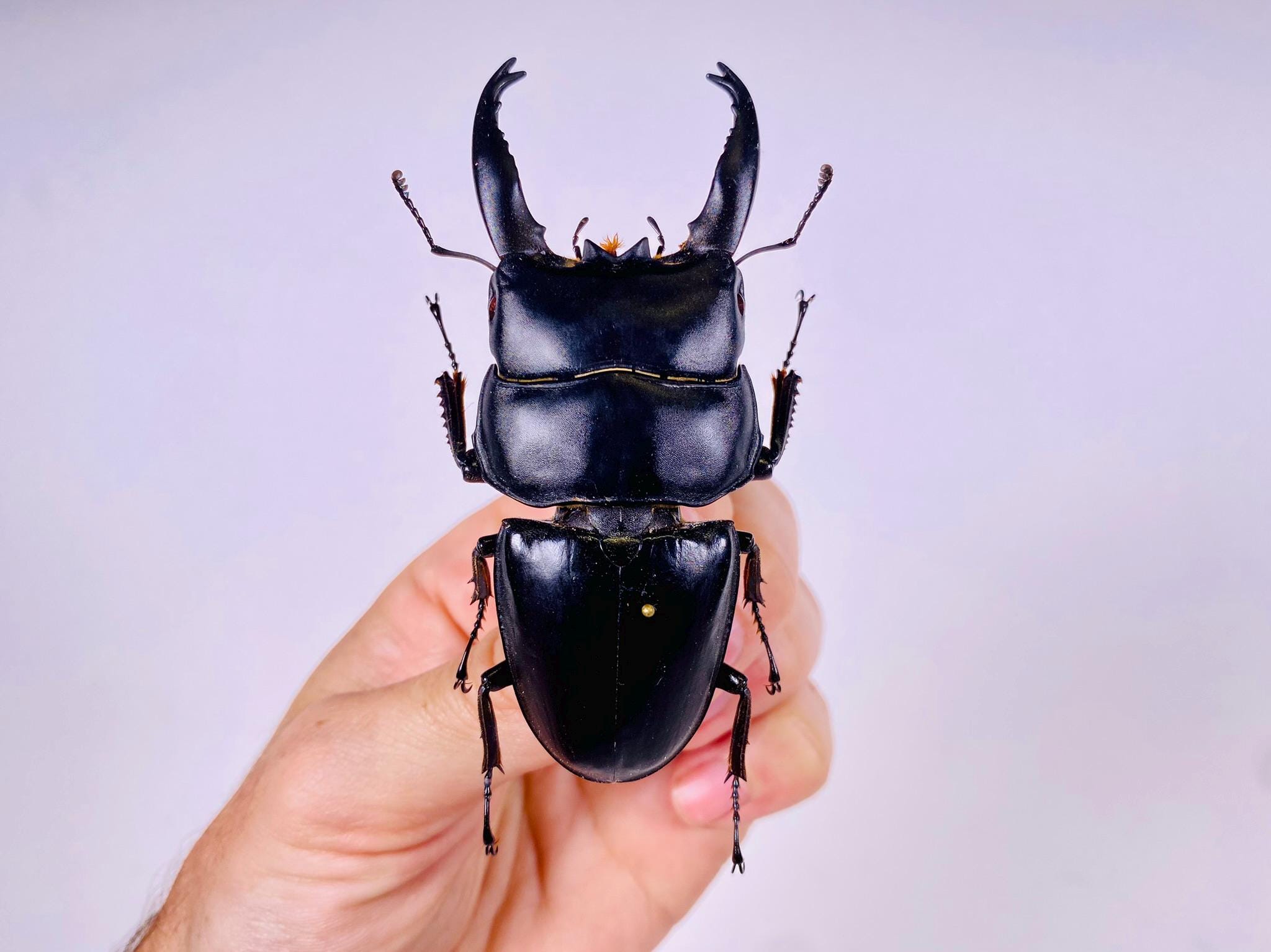 【クワガタ野外標本】Dorcus alcides アルキデス Dorcus Alcides Indonesia - ID, Insect Unmounted for Insect Artwork