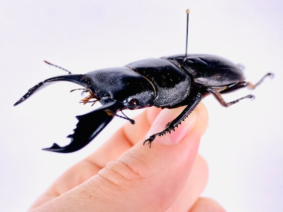 Dorcus Titanus Typhon Indonesia - ID, Real Dry Stag Beetle Insect