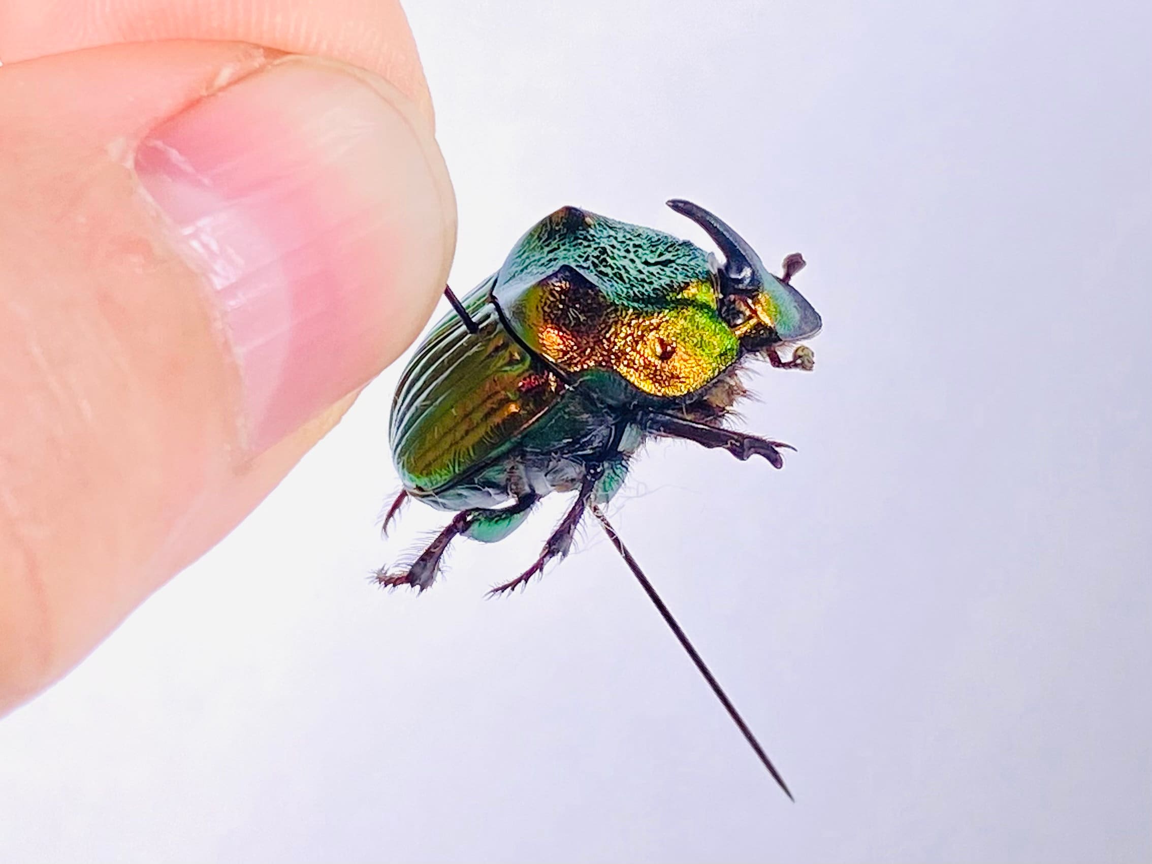 Phanaeus Mexicanus SMALL Real Dung Beetle for Insect Artwork